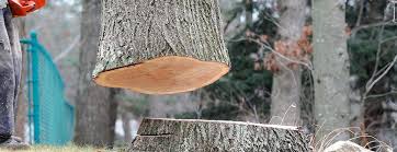 Best Tree Health Inspection  in Lake Forest, CA