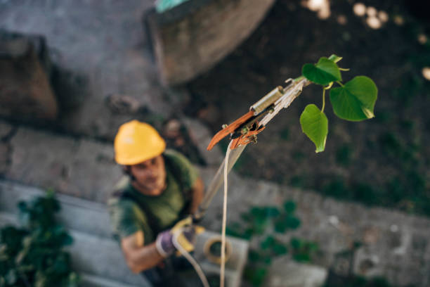 Best Tree Trimming and Pruning  in Lake Forest, CA