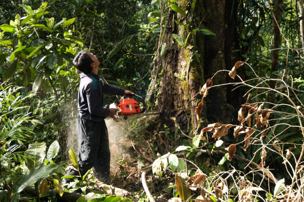 Best Tree Preservation Services  in Lake Forest, CA