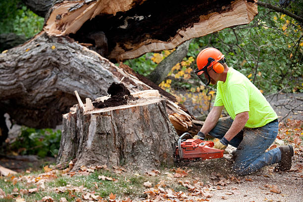 Best Stump Grinding and Removal  in Lake Forest, CA