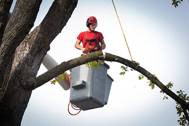 Best Palm Tree Trimming  in Lake Forest, CA