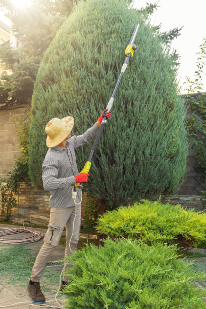 Best Storm Damage Tree Cleanup  in Lake Forest, CA