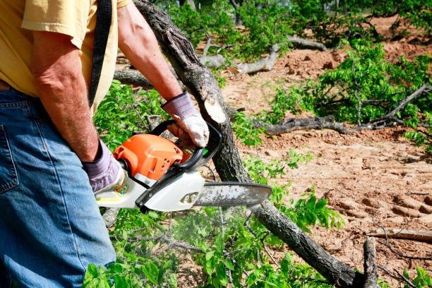 Best Tree and Shrub Care  in Lake Forest, CA